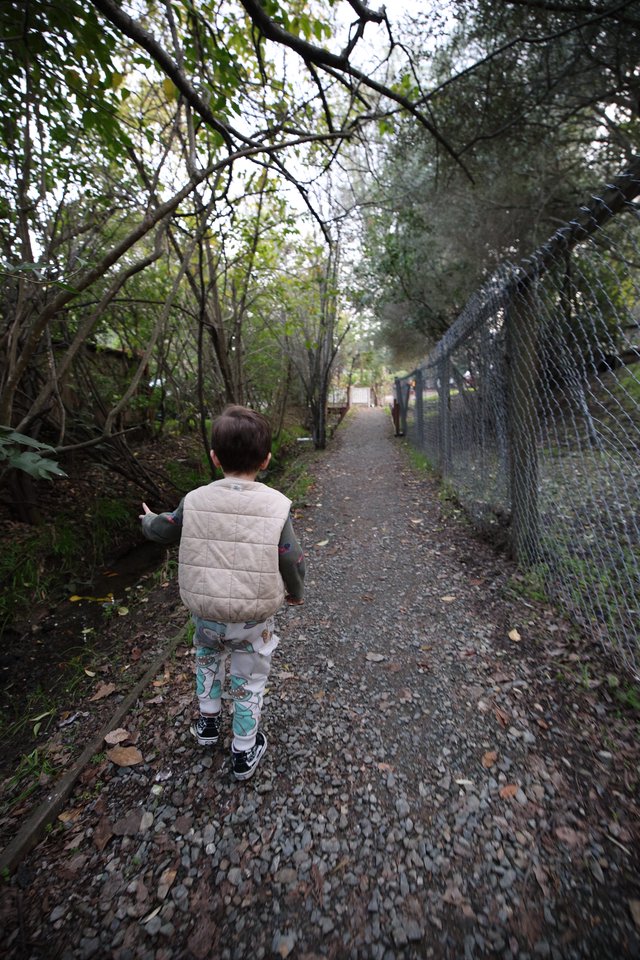 Child Walking Along Wooded Trail Path