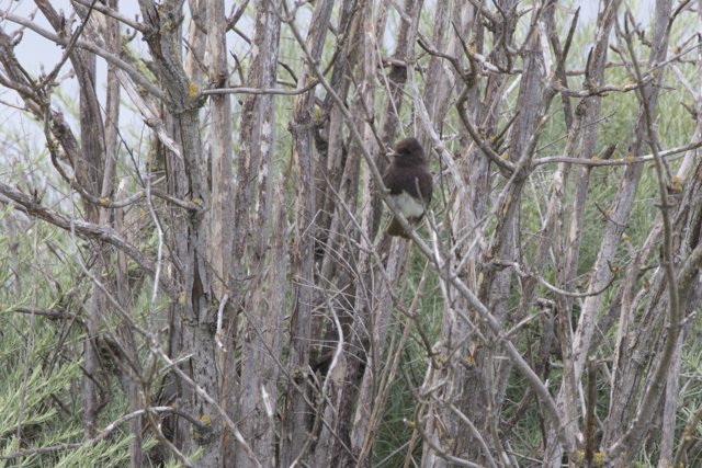 Perched Amongst the Branches