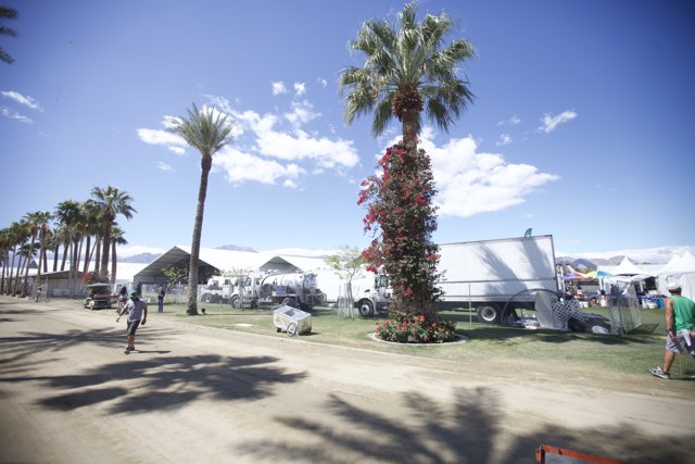 Serene Palm Tree in the Coachella Fields