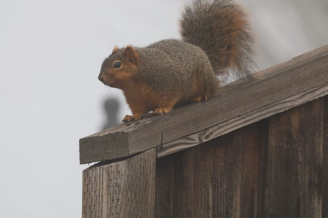 Watchful Fox Squirrel Perched on Weathered Fence