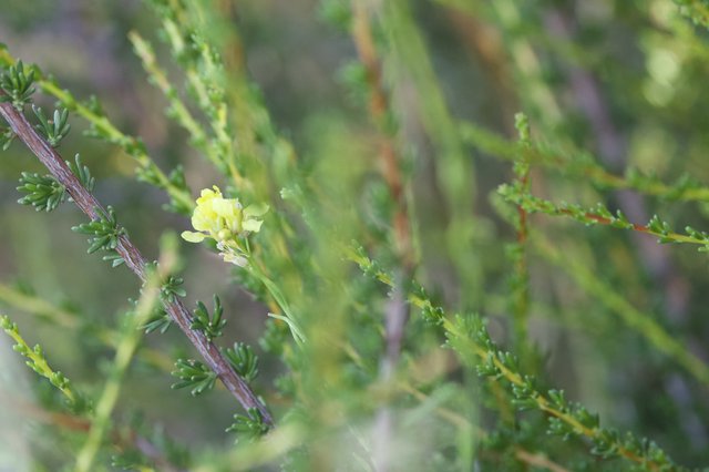 Solitary Yellow Bloom Among Juniper Foliage