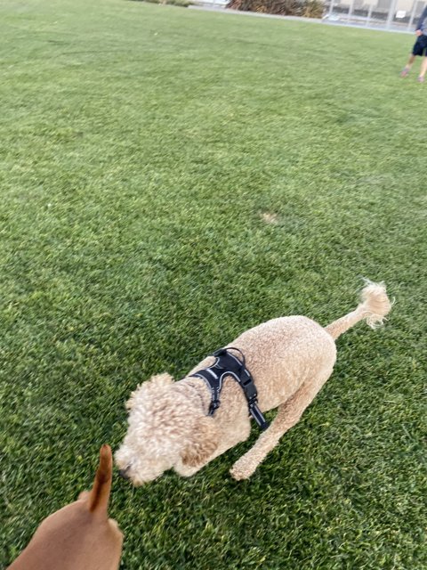 Poodle Playtime in the Park