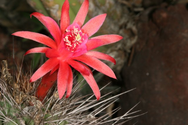 Bright Red Cactus Flower in Bloom