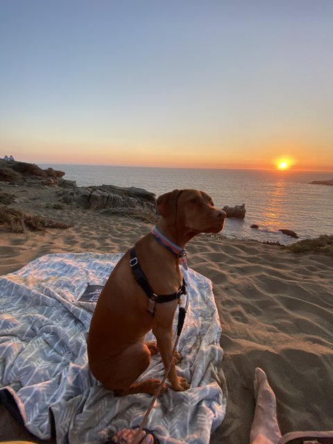 Sunset Beach Companion