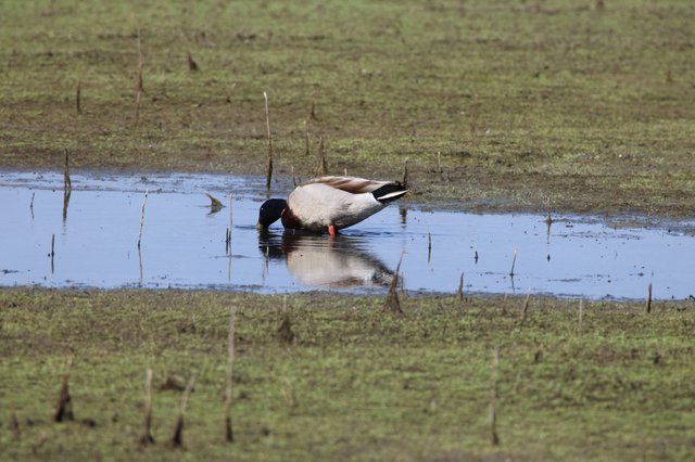 Northern Shoveler Duck Foraging in Shallow Wetland Pool