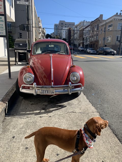 Canine Companion and Classic Coupe