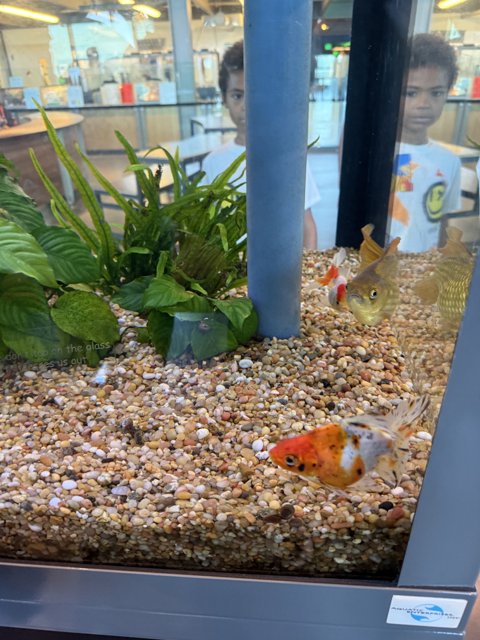 Aquatic Wonders at Pier 15