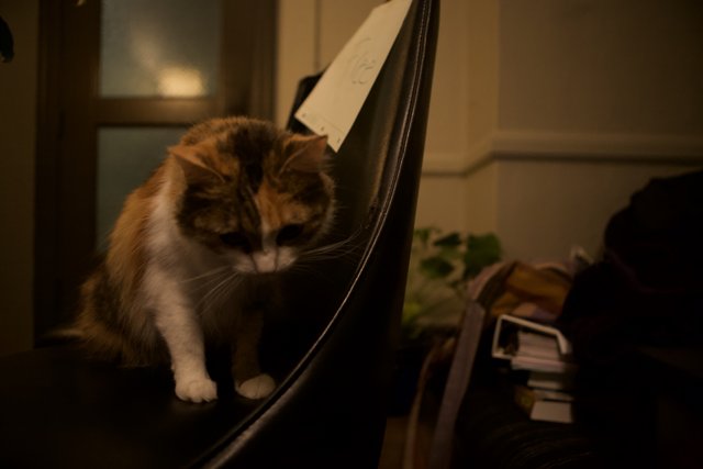 Calico Cat Relaxing on Chair