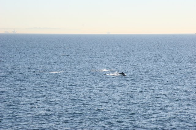 Majestic Whale in the Sea