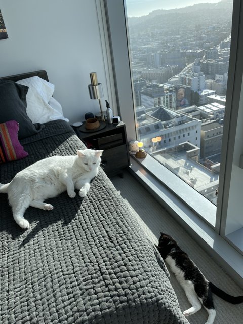 Two Feline Companions in the Heart of the City