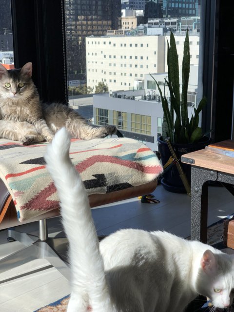 Two Cats on a Decorative Chair