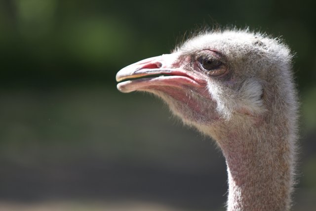 Up Close with an Ostrich