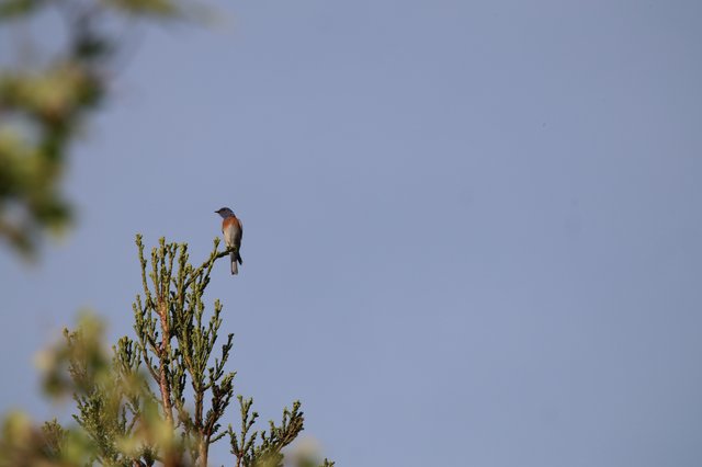Western Bluebird Perched on Evergreen Branch at Dawn