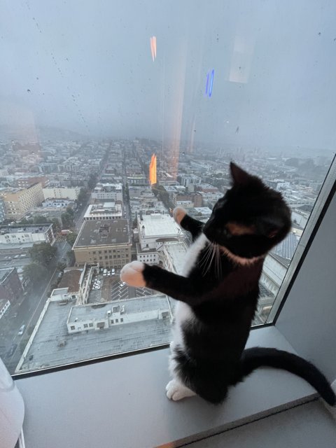 Urban Feline on a Windowsill