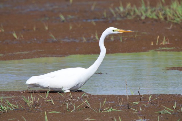 Great Egret Wading in Shallow Wetland Waters