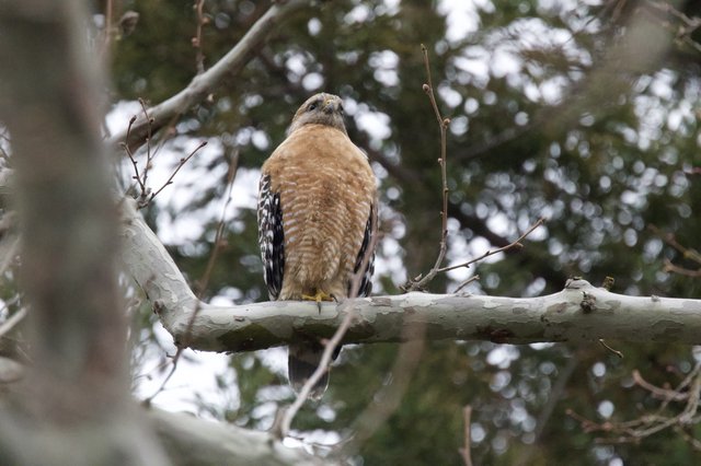 Red-shouldered Hawk Perched on Birch Branch