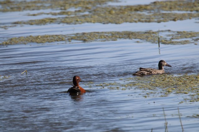 Northern Shoveler Pair Swimming in Wetland Waters