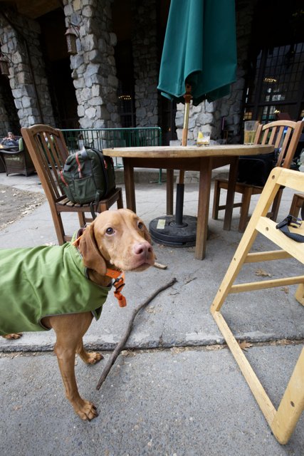 Yosemite Adventure: A Dog's Holiday Tale in 2023