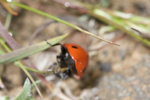 The Ladybug's Secret Spot