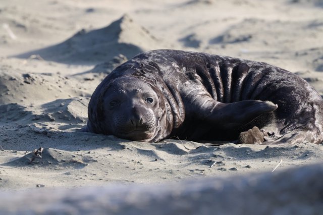 Elephant Seal Pup Resting on Drakes Beach Sand