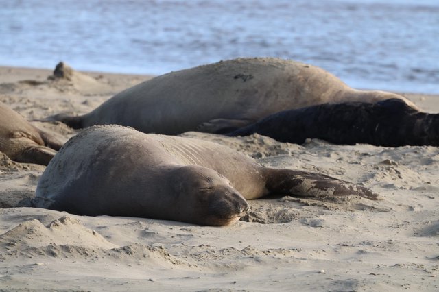 Elephant Seals Resting on Drakes Beach Sand