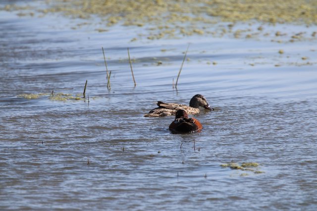 Resting Ducks in Shallow Wetland Waters