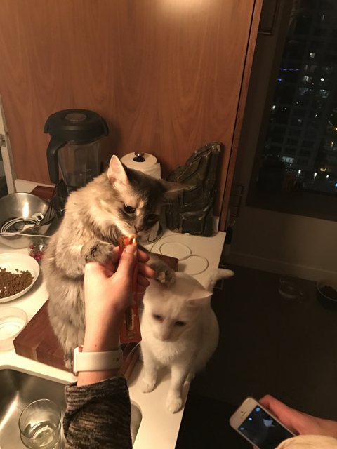Feeding Time with Feline Friends