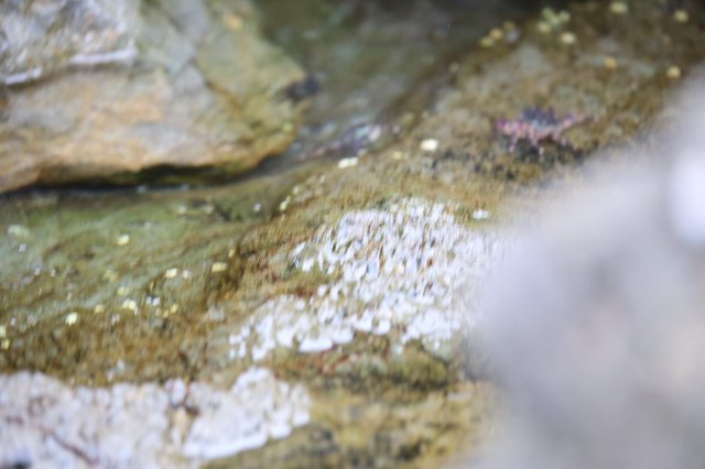Water Trickling Over Mossy Tide Pool Rocks