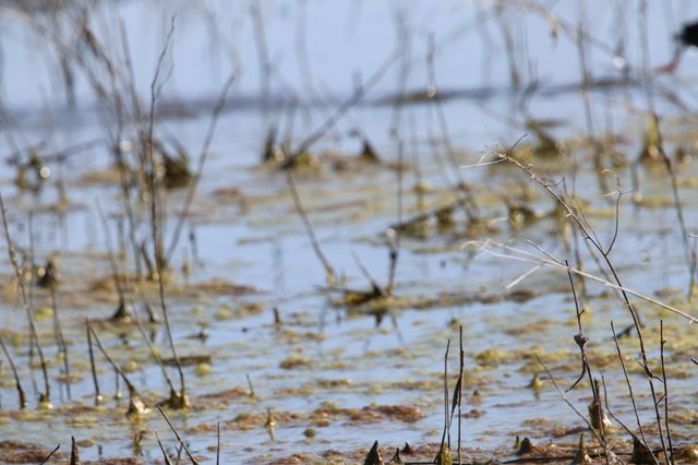 Shallow Water Wetland with Bare Branches and Algae