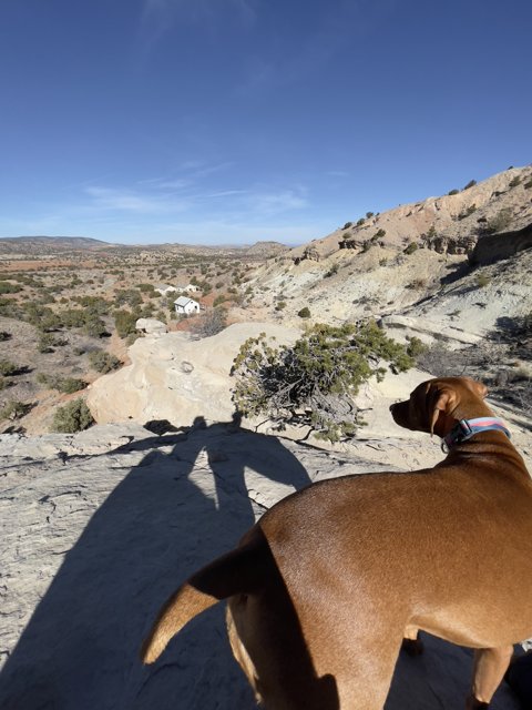 Desert Watchdog