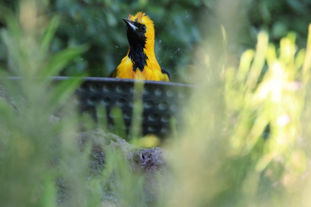 Hooded Oriole Bathing in Lush Garden Setting