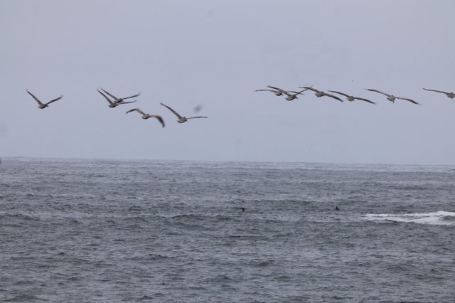 Pelicans Soaring Low Over Choppy Pacific Waters