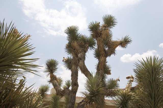 Majestic Joshua Tree in the Desert