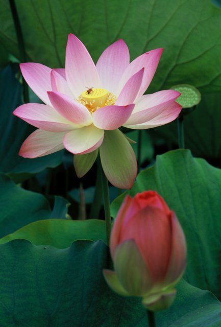 Pink Lotus Blooming with a Busy Bee