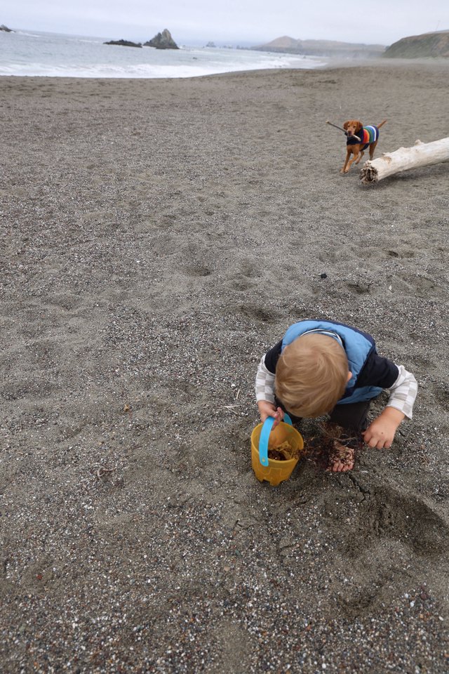 Toddler Explores Gray Sand Beach with Playful Dog