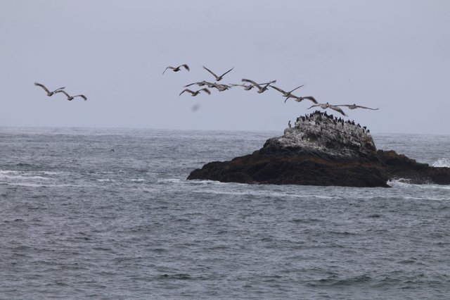 Pelicans Take Flight Over Coastal Rock Colony