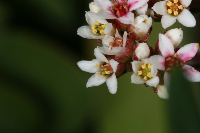 Pink and White Blossom Close-Up