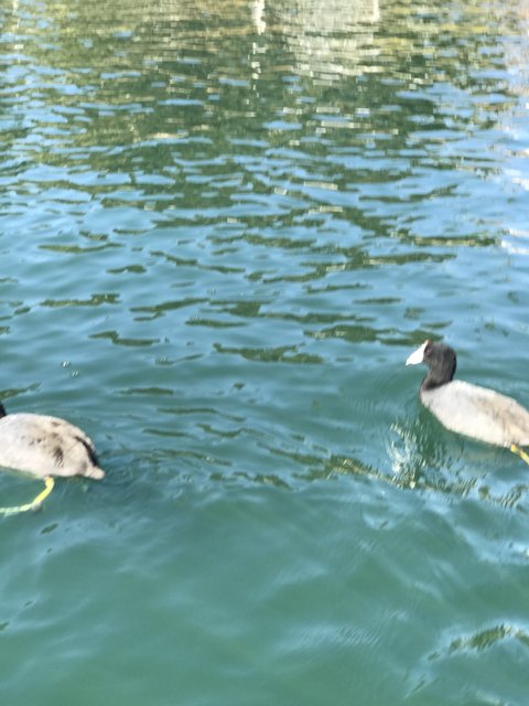 Two Ducks Enjoying a Swim Together