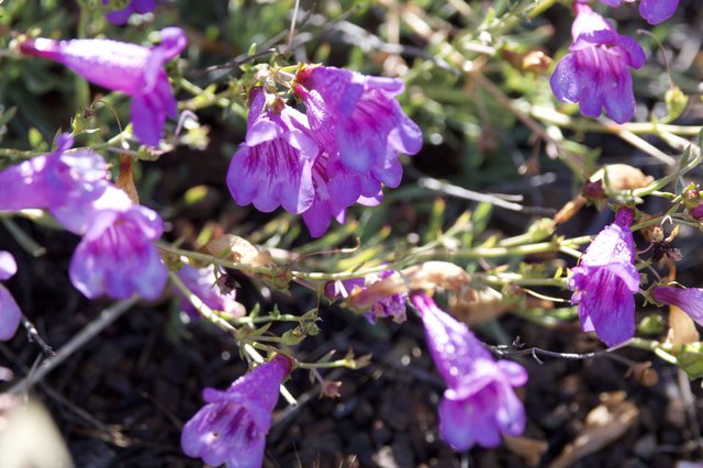 Vibrant Purple Wildflowers Blooming on Mt. Diablo