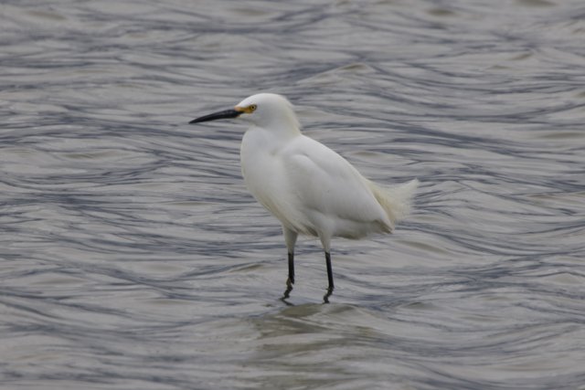 Majestic Egret at San Pablo Bay