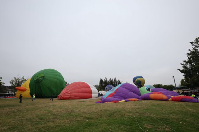 Hot Air Balloons Inflating at Sonoma County Classic