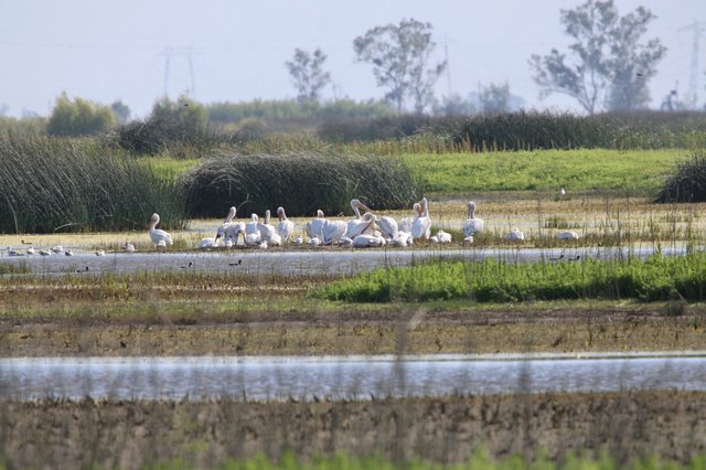 White Pelicans Gathering at Yolo Bypass Wetlands