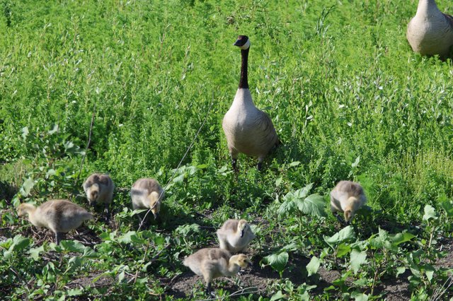 Canada Goose Family Foraging in Spring Wetlands