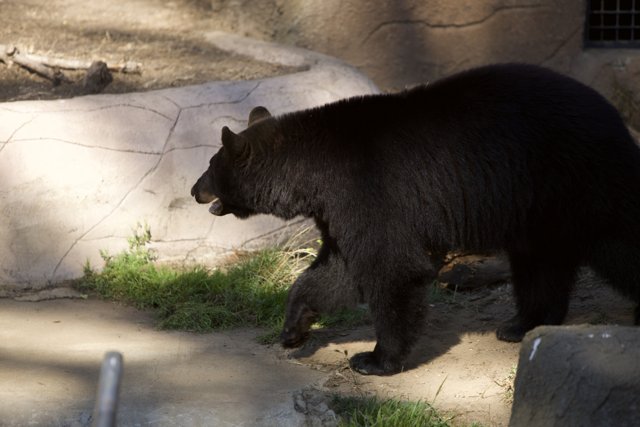 Black Bear Stroll at SF Zoo
