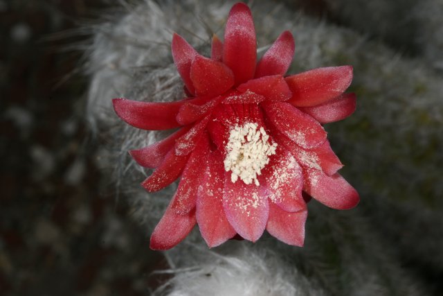 Red Flower with White Fuzz on a Cactus