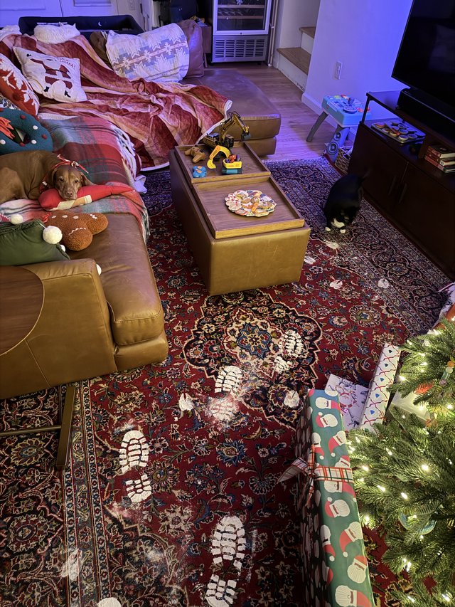 Cozy Christmas Morning with Dogs at Home