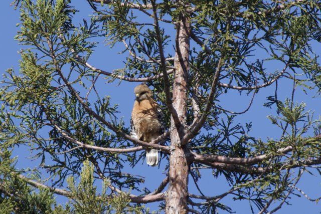 Perched Majesty