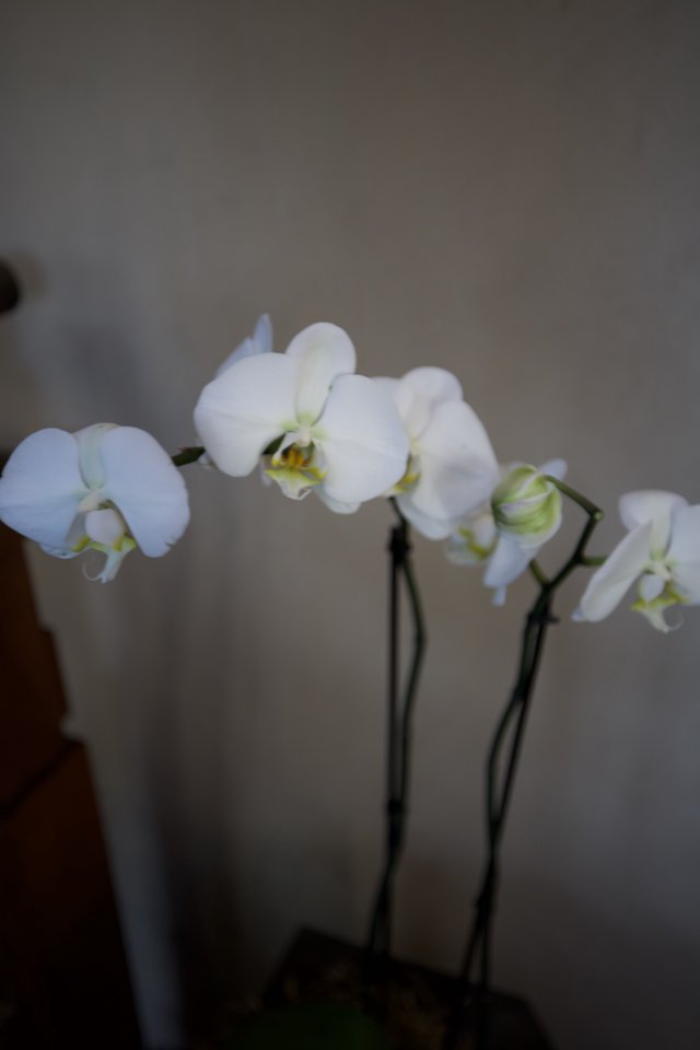 Delicate White Orchids Against Neutral Background