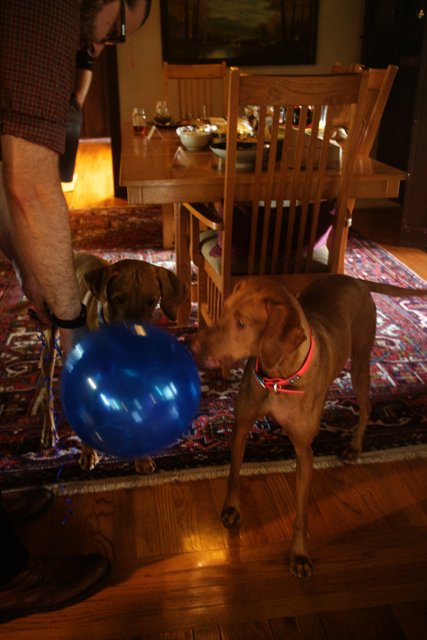 Man and Dogs with Blue Balloon in a Wooden Dining Room