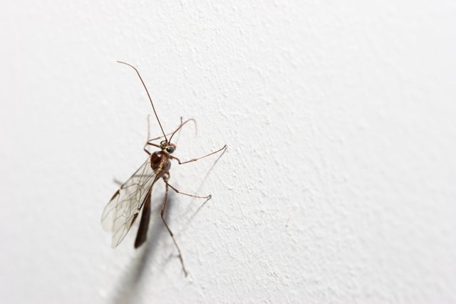 Mosquito: A Symbol of Blood-sucking Insects